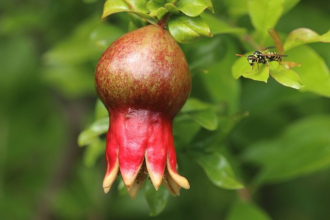 Pomegranate