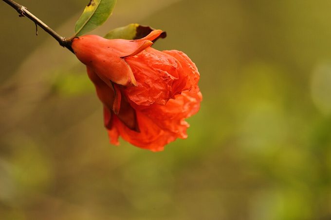 Pomegranate