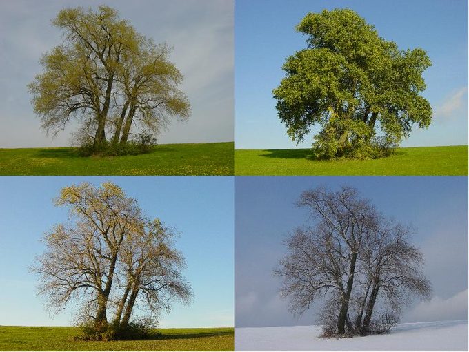 Poplar