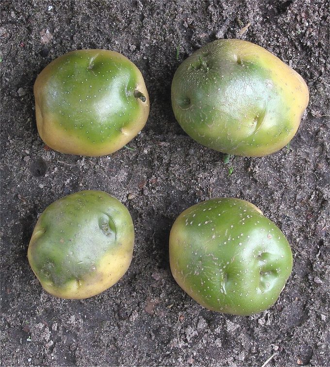 Potato
