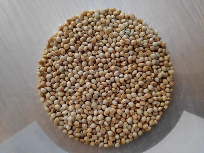 Proso Millet