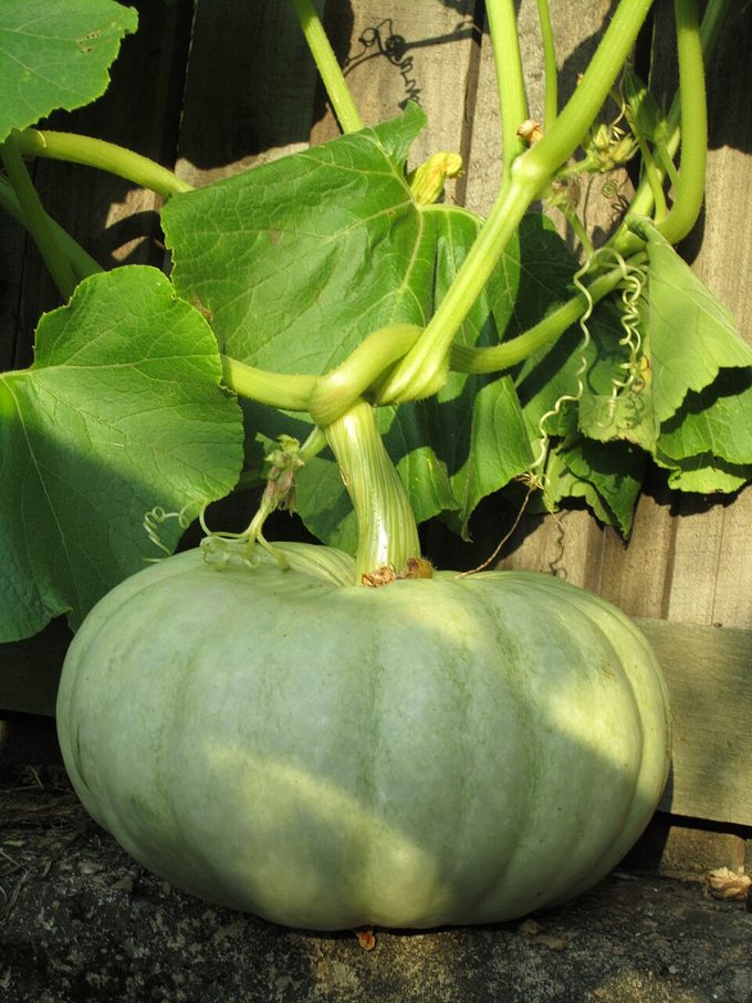 Pumpkin