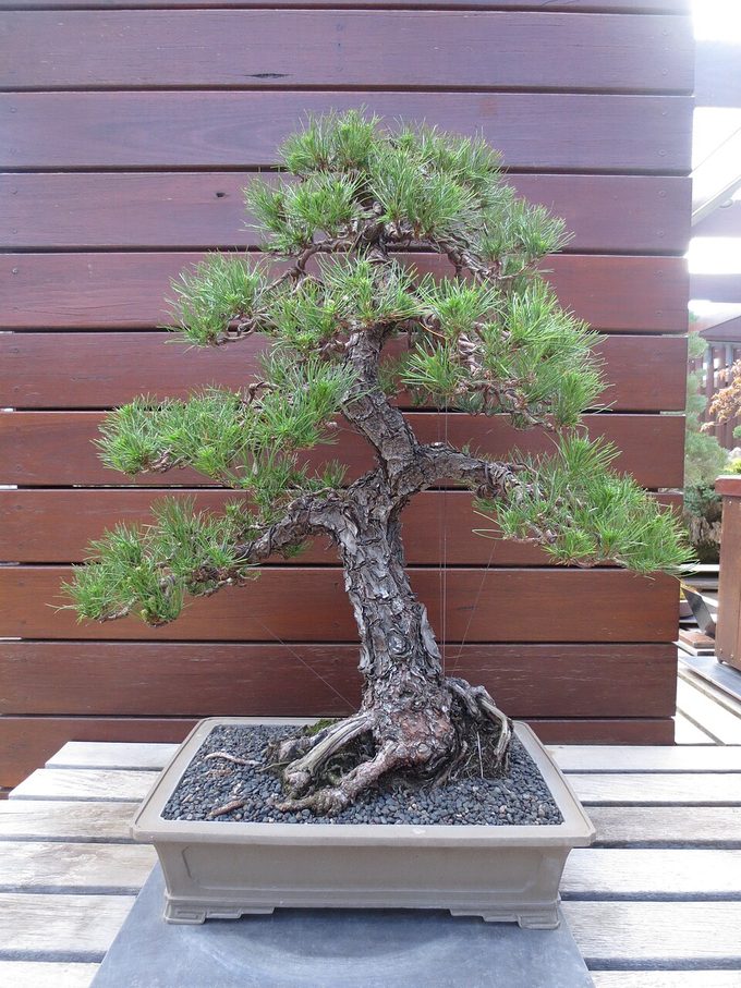 Radiata Pine