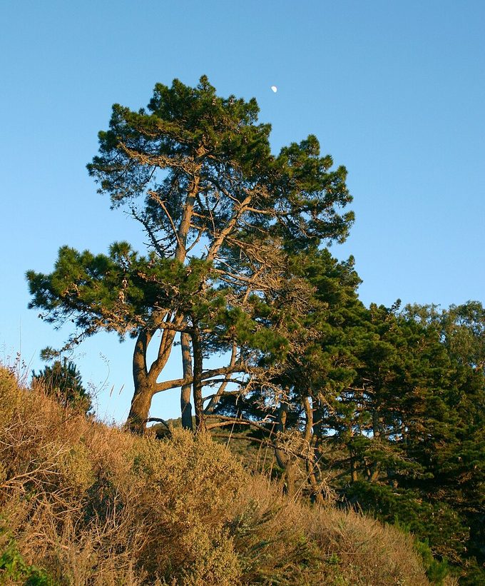Radiata Pine