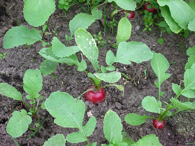 Radish