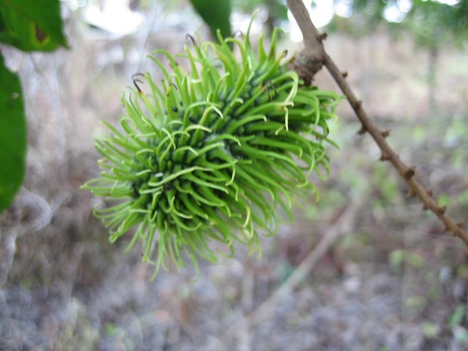 Rambutan