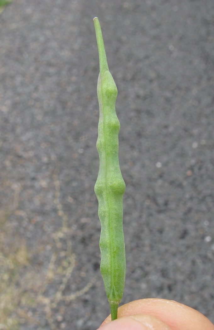 Rapeseed / Canola