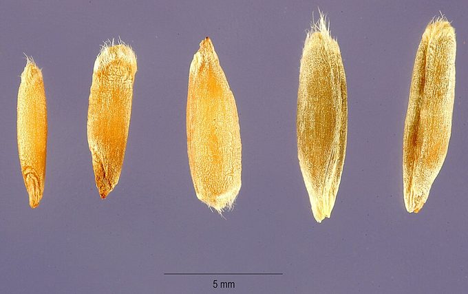 Rye