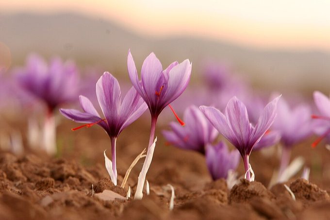 Saffron