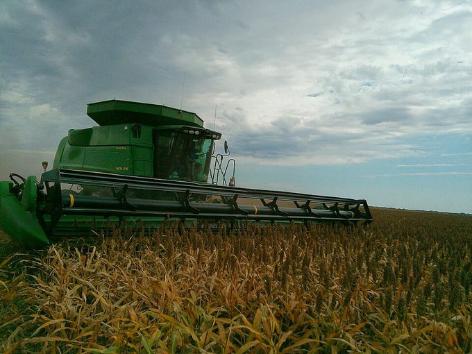 Sorghum