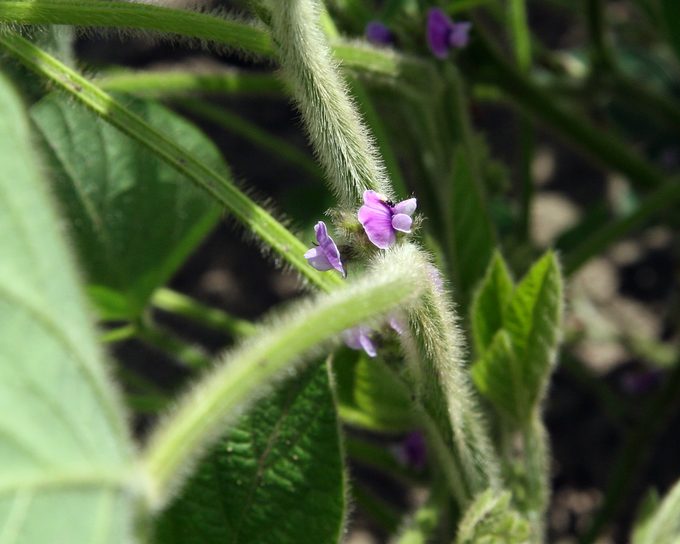 Soybean