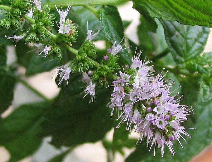 Spearmint