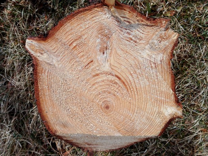 Norway Spruce
