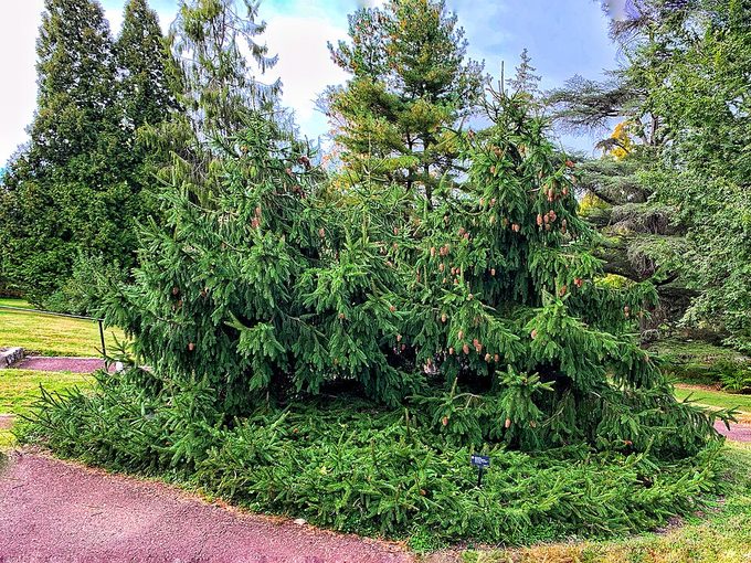 Norway Spruce