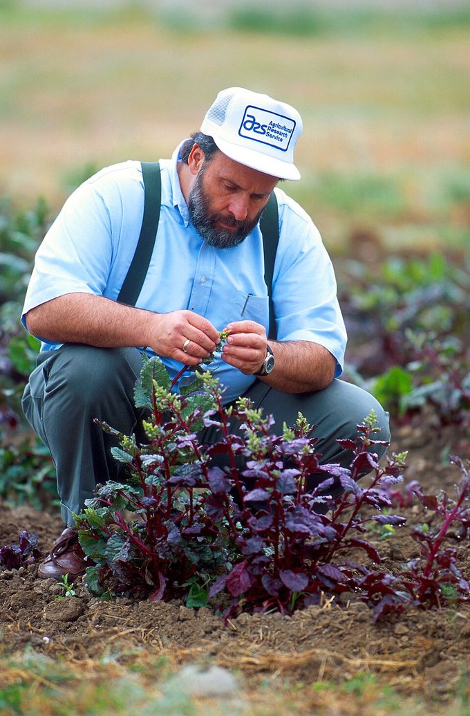 Sugar Beet