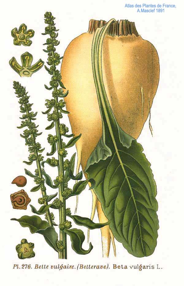 Sugar Beet