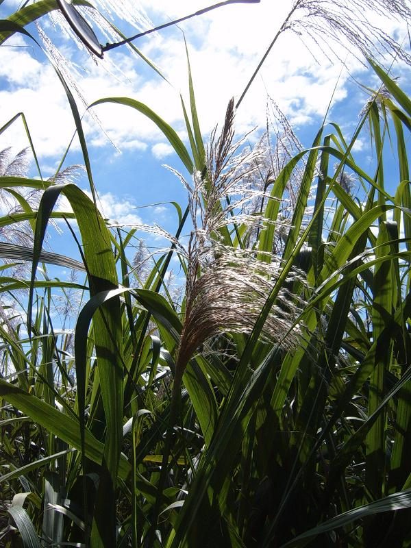 Sugarcane