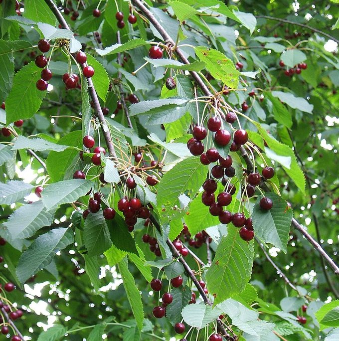 Sweet Cherry