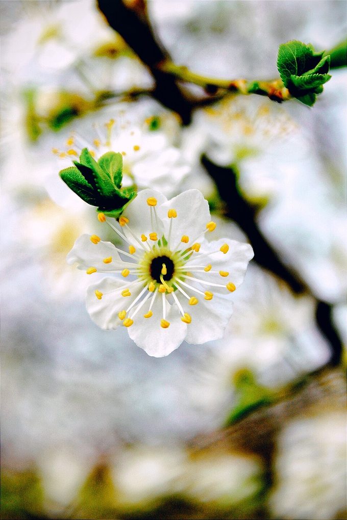 Sweet Cherry