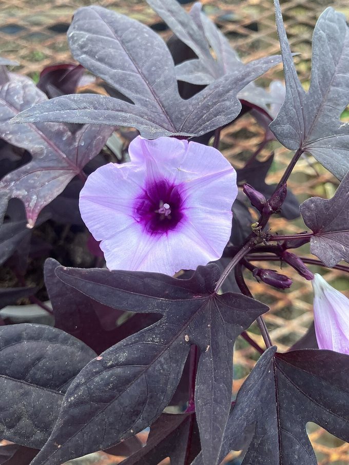 Sweet Potato