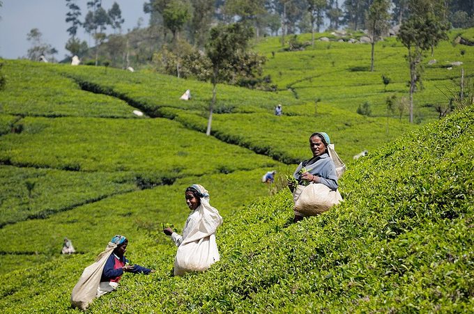 Tea