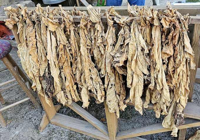 Tobacco