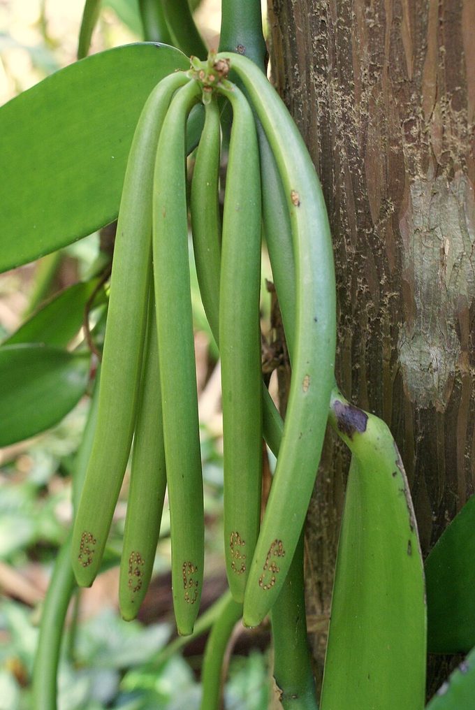 Vanilla