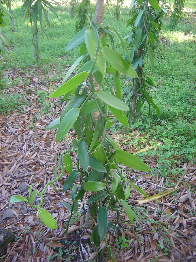 Vanilla