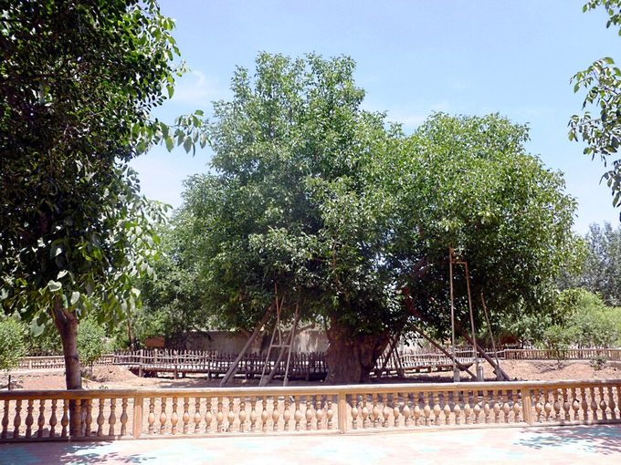 Walnut