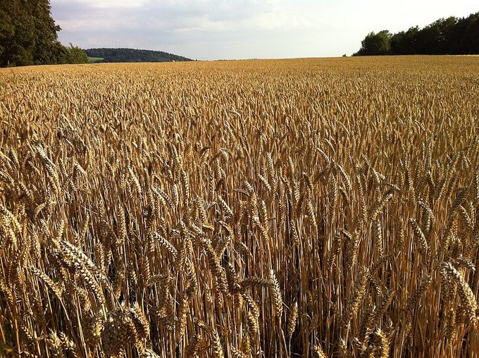 Wheat
