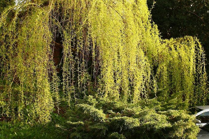 Willow