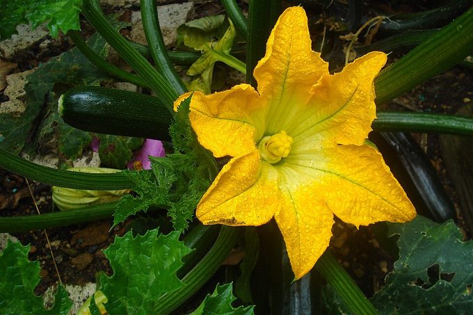 Zucchini